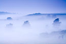 Spring Mist Homlsley