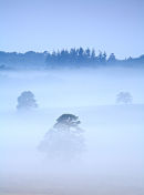 Spring Mist Holmsley #2