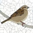 Sparrow (Female)