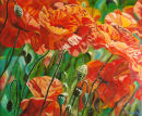 Poppy Drift