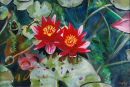 Water Lillies