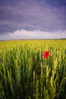 Poppy, Ridge Hill