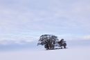 Winter Trees