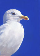 Blue Gull