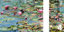 Water Lillies, Bennetts
