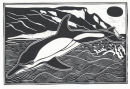 Dolphin, Ringstead Bay