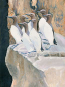 Guillemots, Durlston