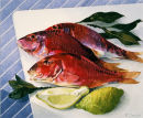 Red Mullet
