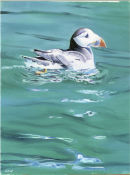 Swimming Puffin