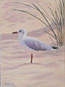 Sea Gull Studland