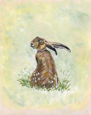 Spring in the Hare
