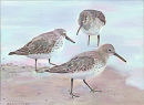 Three Dunlins
