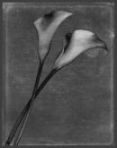 Lilies