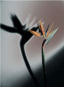 Strelitzia