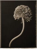 Allium