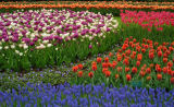 Floral Patterns