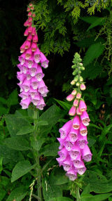  Foxgloves