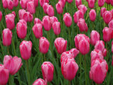 Pink Tulips