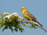 Yellow-hammer on May Blossom