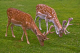 Red Deer Grazing
