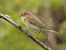 Willow Warbler
