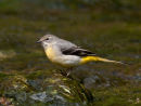Grey Wagtail
