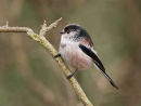 Long Tailed Tit