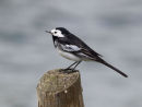Pied Wagtail