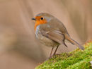 Robin