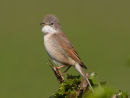 White Throat