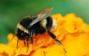Bumble Bee