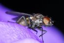 Fly