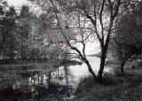 Beech Tree And Water