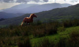 Chestnut on the Fells