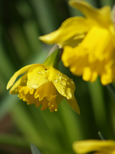 Daffodils