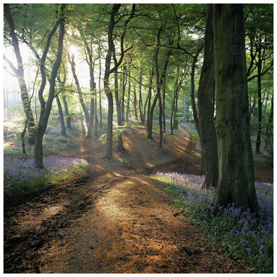 Park Wood