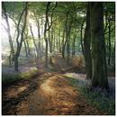 Park Wood