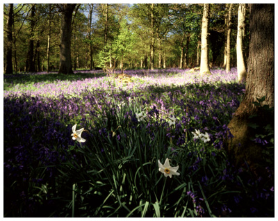 Narcissus & Bluebells