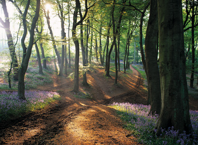 Spring Beech Wood & Bluebells