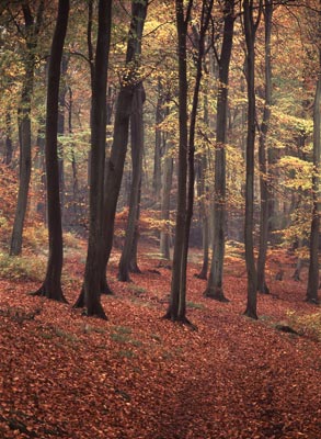 Bradenham Beechwood