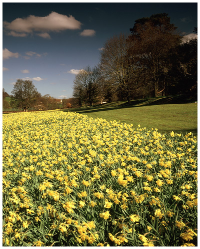 Hughenden Park, Springtime