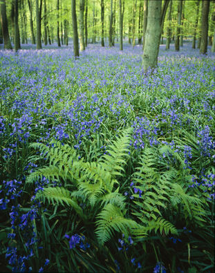 Bluebell Wood at Ashridge 
