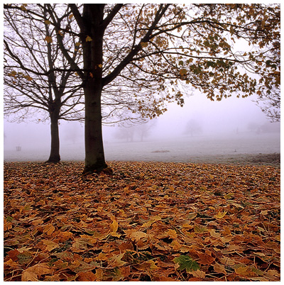 Parkland, Autumn
