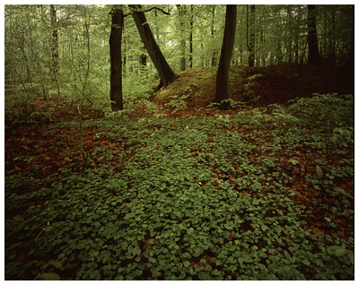 Woodland Floor