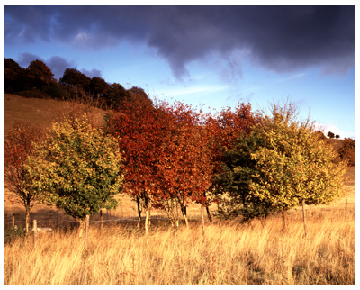 On the Ridgeway Path