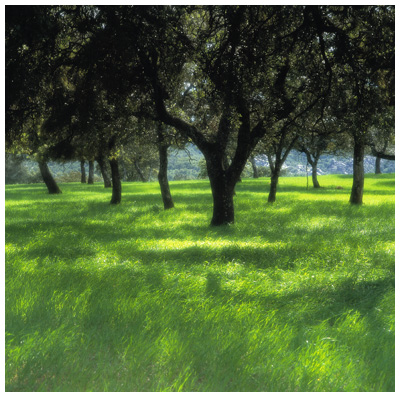 Olive Grove, Grazalema