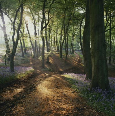 Path of Gold
