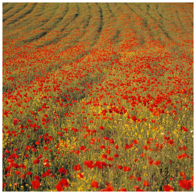 Poppies in Curves