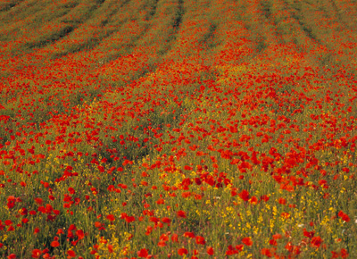 Summer Poppies & wild flowers