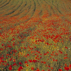 Poppies & Curves